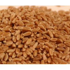 DİŞ BUĞDAYI- HEDİKLİK BUĞDAY